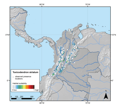 Distribuci�n geogr�fica del �rbol Toxicodendron striatum en Colombia.