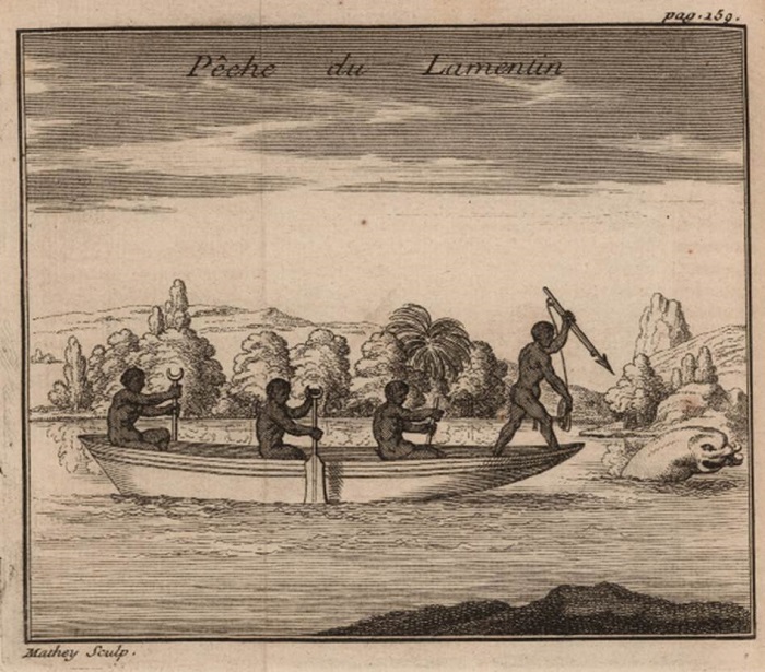 “Pche du Lamentin (Caza del manat)”. Ilustracin de Nouvelle relation de la France quinoxiale, 1743, p. 159
