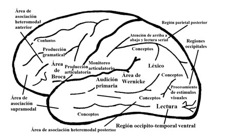 Sistemas neurocognitivos fundamentales en la corteza del lenguaje