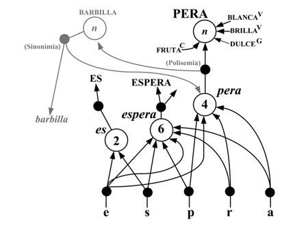 Activación ascendente de nodos fonológicos, léxicos y conceptuales en la adivinanza de la PERA. Se representa el juego de palabras con “pera” y “espera” 