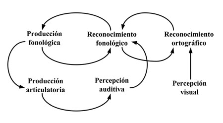 Ruta de la lectura y su conexión con el circuito del habla interna 