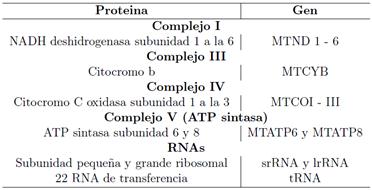 Genes humanos codificados por el ADN mitocondrial organizado de acuerdo a su participaci&oacute;n en los complejos mitocondriales. Tomada de Stewart y Chinnery [12] 