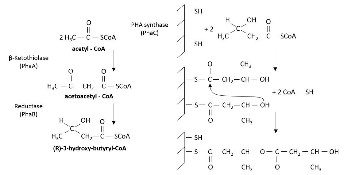 The mechanism of synthesis of PHB by Ralstonia eutropha 2.