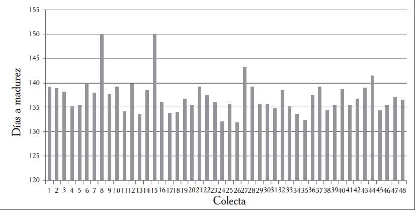 Días a madurez en las 48 colectas evaluadas.