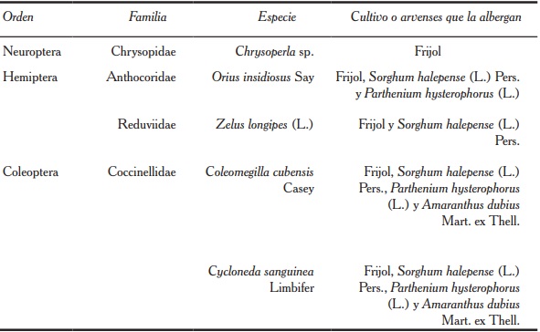 Insectos benéficos detectados en el cultivo del frijol y especies de arvenses donde fueron encontrados.