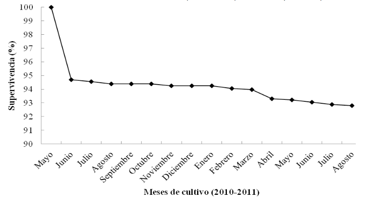 Supervivencia de A. maura  cultivado en el estero La Piedra, Guasave, Sinaloa (México).