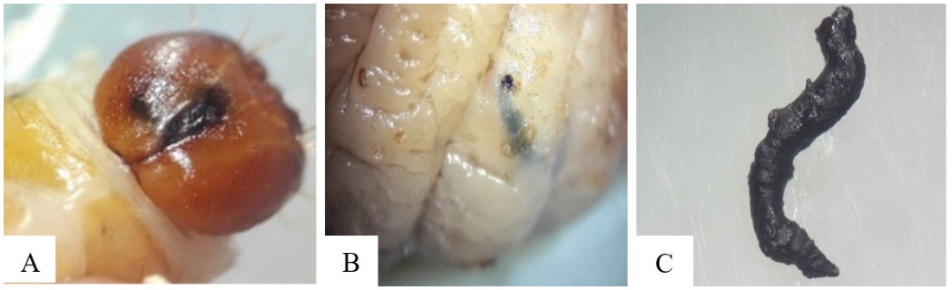 A) C&aacute;psula cef&aacute;lica de larva de Rhynchophorus palmarum con larva del parasitoide (Billaea claripalpis) encapsulado. B) Segmento abdominal de larva de R. palmarum con larva de B. claripalpis encapsulada. C) Larva encapsulada de B. claripalpis extra&iacute;da de larva de R. palmarum