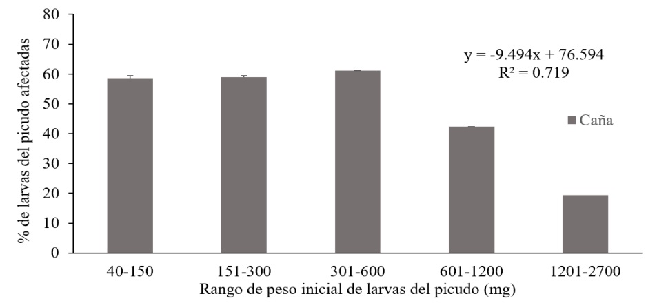 Porcentaje de larvas de Rhynchohporus palmarum criadas en ca&ntilde;a, afectadas despu&eacute;s de ser parasitadas manualmente con tres planidios de Billaea claripalpis