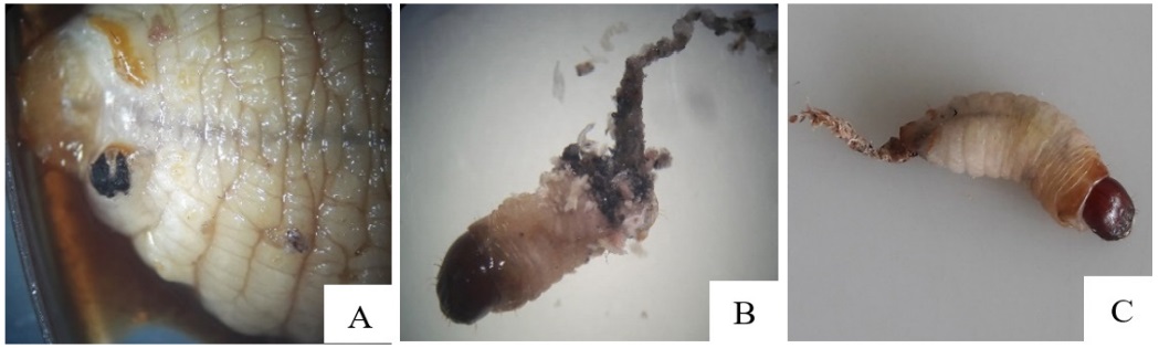 A) Larva de Rhynchophorus palmarum con presencia de embudo respiratorio del parasitoide Billaea claripalpis en &uacute;ltimo segmento abdominal. B) Larva del picudo muerta, afectada por B. claripalpis (n&oacute;tese adherencia de la muda en la parte final). C) Larva viva del picudo con adherencia de la muda y con dificultad para moverse
