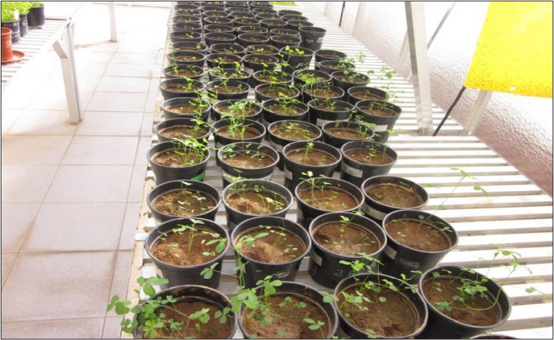 Experimental units (pots) lay-out