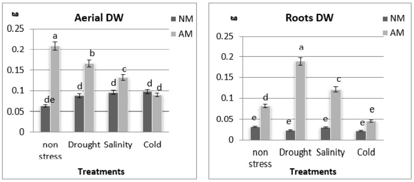Photosyntetic efficiency aerial and roots DW in AM and NM plants of M. sativa under non-stress and drought, salinity and cold.