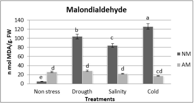 Oxidative damage to lipids (nmol MDA/g FW) in shoots (a) of nonmycorrhizal (NM) and mycorrhizal (AM) M. sativa plants under non-stress, drought, salt, or cold stress conditions