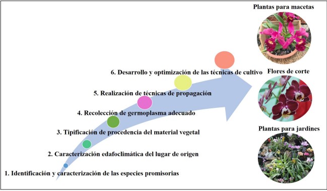 Pasos para la adaptaci�n de especies nativas y end�micas para el cultivo ornamental desde la identificaci�n y caracterizaci�n de especies promisorias hasta desarrollo y optimizaci�n de las t�cnicas de cultivo para su propagaci�n