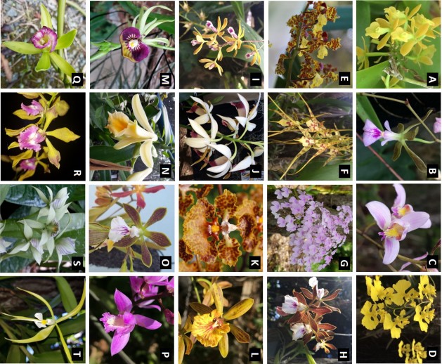 Orqu�deas evaluadas con base en su potencial ornamental