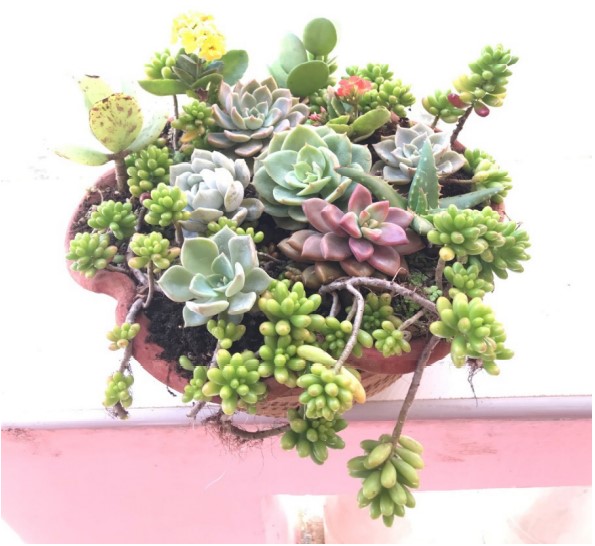 Arreglo de Echeveria 	con otras especies crasulceas como producto comercial
