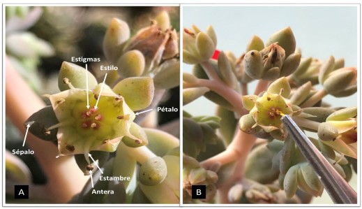 Proceso de polinizacin