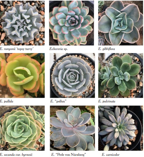 Diversidad fenotpica en diferentes cultivares de Echeveria