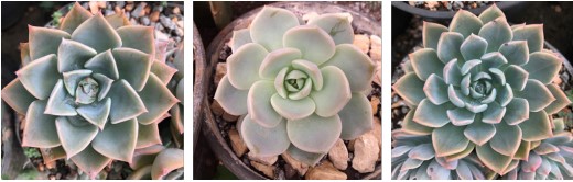 Ejemplares hbridos de Graptoveria 	(Graptopetalum 	x Echeveria)