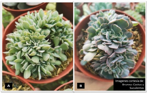 (A) E. runyonii f. crestata (B) Echeveria “Swan Lake”f. crestata (E. shaviana x E. runyonii)