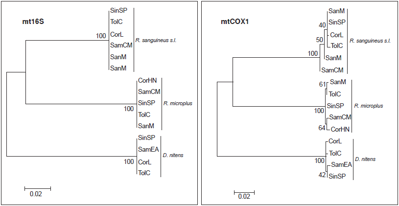  �rboles filogen�ticos inferidos con el
m�todo de m�xima verosimilitud con 1.000 r�plicas en bootstrap.
Los dos �rboles se construyeron con el modelo de sustituci�n de nucle�tidos de Tamura-Nei (TN93).