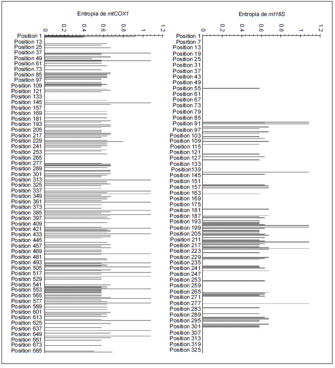 Variabilidad gen�tica de los genes
mitocondriales 16S y COX1 de acuerdo con el grado de entrop�a
(incertidumbre) para cada sitio de los alineamientos 

 