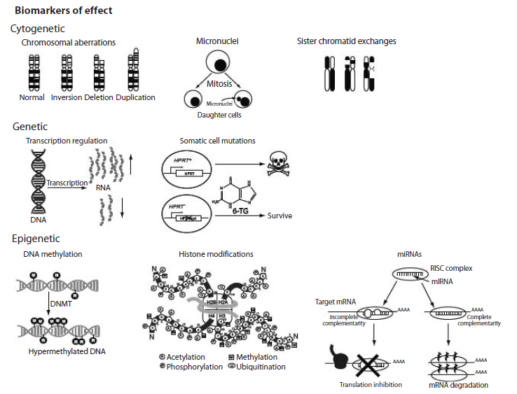 Biomarkers of effect. The molecular
biomarkers of effect are divided in three main groups: Cytogenetic, genetic and
epigenetic. 6-TG: 6-thioguanine; DNMT: DNA methyltransferase