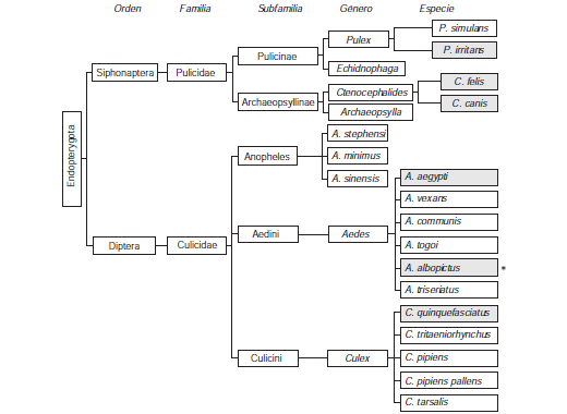 Filogenia de las especies de insectos (superorden: Endopterygota) relacionadas con la urticaria papular. Se resaltan las especies predominantes en Colombia.
