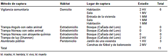 Individuos de P. geniculatus recolectados por diferentes métodos en la urbanización Villa del Prado, Bucaramanga