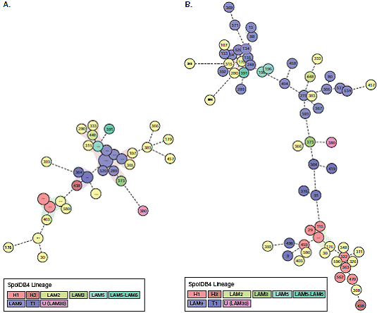 &Aacute;rbol de expansi&oacute;n m&iacute;nima (Minimum Spanning Tree, MST) que ilustra la relaci&oacute;n entre los 63 genotipos identificados en aislamientos de pacientes con infecci&oacute;n concomitante de tuberculosis y HIV. El MST ilustra la relaci&oacute;n entre los 63 genotipos identificados en el estudio. A. &Aacute;rbol construido con spoligotyping. B. &Aacute;rbol construido con MIRU-VNTR. El &aacute;rbol filogen&eacute;tico conecta cada genotipo con base en los cambios necesarios para ir de un alelo a otro. La longitud entre las ramas representa la distancia entre los genotipos, y el color diferencia las familias gen&eacute;ticas de M. tuberculosis descritas. Los genotipos sin c&oacute;digo representan los patrones hu&eacute;rfanos.
