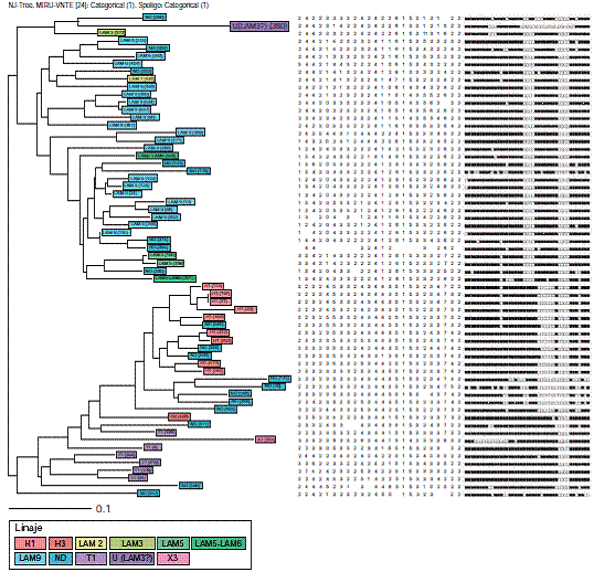 Dendrograma de los agrupamientos de los 63 aislamientos de pacientes con infecci&oacute;n concomitante de tuberculosis y HIV obtenido mediante las metodolog&iacute;as de spoligotyping y MIRU-VNTR. Se observa un agrupamiento correspondiente a dos pacientes de Bogot&aacute; y Bucaramanga con id&eacute;ntico genotipo, uno con tuberculosis pulmonar y el otro con tuberculosis extrapulmonar.