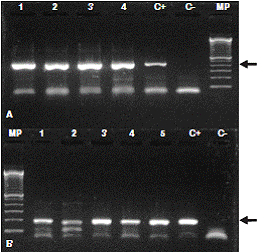 Electroforesis en gel de agarosa al 2 % para separar los productos de la RT-PCR anidada que resultaron despu&eacute;s de amplificar un fragmento del segmento S (nucleoprote&iacute;na) del LCMV. Las muestras se extrajeron de los cerebros de roedores M. musculus capturados en Sincelejo. Las flechas indican el fragmento amplificado: en el plano superior (A) se observan productos generados en la primera ronda (con un tama&ntilde;o de 450 pb); en el plano inferior (B) se muestran algunos productos obtenidos en la segunda ronda (con un tama&ntilde;o de 200 pb). C-: control negativo; C+: control positivo (ARN de LCMV); MP: marcador de peso molecular de 100 bp (Invitrogen).