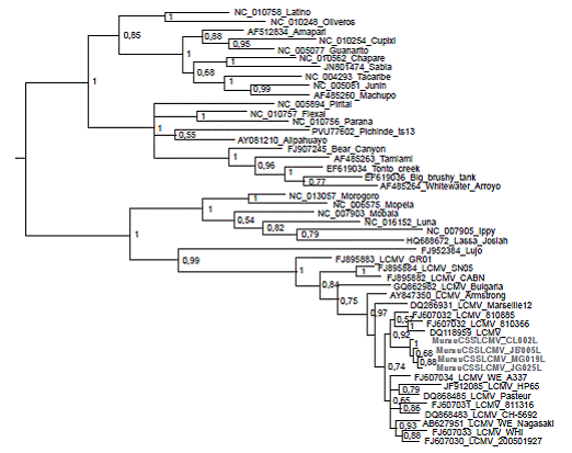 &Aacute;rbol filogen&eacute;tico obtenido utilizando un fragmento de 404 nucle&oacute;tidos del segmento S de diferentes aislamientos de LCMV, incluidas cuatro secuencias encontradas en M. musculus (en color gris) en el departamento de Sucre, Colombia, y otras especies de arenavirus. Se hicieron dos b&uacute;squedas paralelas con el m&eacute;todo bayesiano durante 1'000.000 de generaciones muestreando uno de cada 1.000 estados. El modelo de sustituci&oacute;n utilizado fue el GTR + G + I. Los valores cercanos a los nodos corresponden a las probabilidades posteriores de los clados correspondientes. El an&aacute;lisis se hizo con el programa MrBayes, v3.2.2. El &aacute;rbol est&aacute; enraizado en el punto medio y fue editado con FigTree, v1.4.
