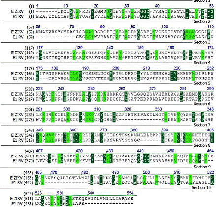 Estructura primaria y alineaci&oacute;n de las secuencias de amino&aacute;cidos de la prote&iacute;na E-ZIKV (entrada PDB 5IZ7) y de la prote&iacute;na E1-RV (entrada PDB 4ADG) alineadas por identidad (color verde oscuro) y carga (color verde claro) de amino&aacute;cidos