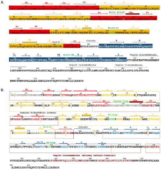 Localizaci&oacute;n de dominios, ciste&iacute;nas y puentes disulfuro en la prote&iacute;na E-ZIK. A. Las flechas de colores muestran la localizaci&oacute;n de los dominios estructurales I, II y III de E-ZIKV y E1-RV, los cuales contienen esencialmente varias hojas beta antiparalelas. El dominio central, o dominio I, tiene ocho hojas beta; el dominio II contiene diez y, el dominio III, siete. Tambi&eacute;n se se&ntilde;alan las regiones amino-terminal, central y carboxi-terminal y las regiones transmembrana de las prote&iacute;nas E-ZIKV y E1-RV. B. Ubicaci&oacute;n de las ciste&iacute;nas y representaci&oacute;n esquem&aacute;tica de los puentes disulfuro identificados en las prote&iacute;nas E-ZIKV y E1- RV. Los residuos de ciste&iacute;na se se&ntilde;alan por su posici&oacute;n (n&uacute;mero en amarillo, parte superior de las ciste&iacute;nas-C-) y los puentes disulfuro aparecen enumerados consecutivamente (n&uacute;meros romanos de color amarillo en la parte inferior de las ciste&iacute;nas-C-). Los potenciales puentes disulfuro de la E-ZIKV (entrada 5iZ7 de PDB) se alinearon por similitud estructural con los puentes disulfuro de la E1-RV (entrada 4ADG de PDB). En color verde se muestran, debajo de la punta del dominio II, las ciste&iacute;nas 92 y 82 en las hojas beta C de las prote&iacute;nas E-ZIKV y E1-RV, respectivamente, las cuales hacen parte del dominio hidrof&oacute;bico interno implicado directamente en eventos de fusi&oacute;n.