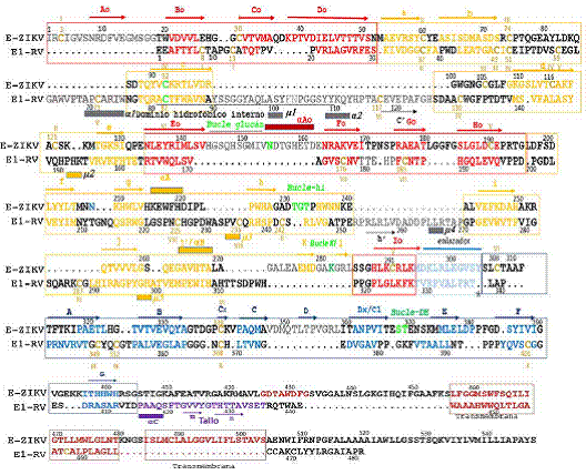 Comparaci&oacute;n y alineaci&oacute;n de los principales elementos de la estructura secundaria de la prote&iacute;na E-ZIKV con los de la prote&iacute;na E1-RV. El color de la caja indica los dominios correspondientes alineados por similitud estructural: en color rojo, el dominio I, en amarillo, el dominio II, y en azul oscuro, el dominio III. Las letras en color gris indican los amino&aacute;cidos que son espec&iacute;ficos para las prote&iacute;nas E-ZIKV y E1-RV. Los grupos de amino&aacute;cidos estructuralmente similares est&aacute;n en el color correspondiente (rojo, amarillo y azul). Los elementos de la estructura secundaria se determinaron como se describe en la secci&oacute;n de materiales y m&eacute;todos, y la alineaci&oacute;n estructural entre las dos prote&iacute;nas se obtuvo mediante una comparaci&oacute;n pareada de manera manual.