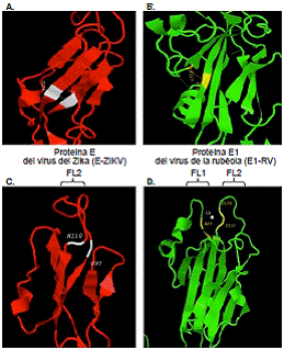 Estructura en 3D de la regi&oacute;n distal del dominio II de las prote&iacute;nas E-ZIKV y E1-RV. A. y B. Hojas beta, c y d, de la regi&oacute;n distal de la prote&iacute;na E-ZIKV (color rojo) y de la prote&iacute;na E1-RV (color verde), respectivamente. En color blanco, se resalta la ciste&iacute;na 92 en E-ZIKV y, en amarillo, la ciste&iacute;na 82 de E1-RV. Se se&ntilde;alan los puentes disulfuro identificados utilizando el algoritmo RasMol del programa POSA. En blanco, se se&ntilde;alan los puentes disulfuro entre la Cys 92 y la Cys 117 de la prote&iacute;na E-ZIKV, y en amarillo, entre la Cys 82 y la Cys 117, los de la prote&iacute;na E1 -RV, los cuales se organizan y acercan las hojas beta, c y d, en el dominio II. C.y D. Acercamiento a la regi&oacute;n de los bucles de fusi&oacute;n FL1 y FL2, localizados en la punta del dominio II de las prote&iacute;nas E-ZIKV y E1-RV. En color rojo, se identifica el bucle FL2 de E-ZIKV (C.) y, en color verde, los bucles FL1 y FL2 de E1-RV. En color blanco, aparece el bucle FL2 en la prote&iacute;na E1-ZIKV, hom&oacute;logo putativo del bucle FL2 de E1-RV, el cual se defini&oacute; desde el residuo Val 97 hasta el residuo Lys 110. En D. se detalla el sitio ocupado por el i&oacute;n de calcio y los amino&aacute;cidos que participan en el sitio de uni&oacute;n (32). Con un punto central en blanco, se representa el calcio entre los bucles FL1 y FL2, localizado entre los residuos Asn 88 y Asp 136 (en color amarillo) de los bucles FL1 y FL2, respectivamente.