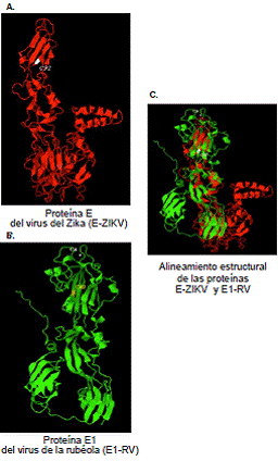 Estructura y alineamiento estructural en 3D de las prote&iacute;nas virales E1 -ZIKV y E1-RV a partir de los primeros 200 amino&aacute;cidos que componen cada prote&iacute;na usando el programa POSA. A. Estructura en 3D de la prote&iacute;na E-ZIKV (en rojo). B. Estructura en 3D de la prote&iacute;na E1-RV (en verde) C. Superposici&oacute;n de las estructuras en 3D de las prote&iacute;nas E-ZIKV (en rojo) y E1-RV (en rojo)