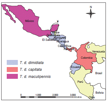 Distribuci&oacute;n de Triatoma dimidiata en Am&eacute;rica Latina.&yen; Zona de hibridaci&oacute;n entre T. d. maculipennis y T. sp. affina dimidiata
