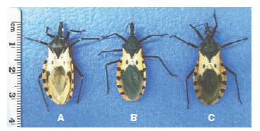 Variaci&oacute;n crom&aacute;tica en espec&iacute;menes de Triatoma dimidiata procedentes de diferentes regiones de Colombia. A. Huila. B. Boyac&aacute;. C. Sierra Nevada de Santa Marta. Fotograf&iacute;a: Gabriel Parra-Henao