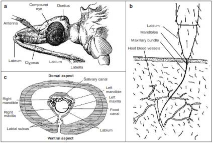 Schematic diagrams of the head and mouthparts of Rhodnius prolixus. a. Lateral view of the head and proboscis of R. prolixus. b. Closer look of the distal part of the proboscis during the end of probing. The mandibles pierce the host skin and the maxillary bundle is thrust into the tissues and enters the lumen of a vessel. c. Cross-sectional view of the proboscis close to the base of the labium Figure part a by courtesy of The Trustees of the Natural History Museum, London, UK; parts b and c adapted and modified from reference 9 with permission for reproduction from the publisher Taylor and Francis