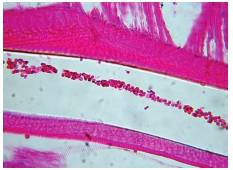 Blood flow throughout the lumen of the pharynx of Rhodnius prolixus during blood-feeding. Haemotoxylin and eosin stain, 400X