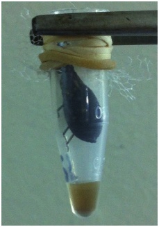 Ejemplar de quinto estadio de Triatoma infestans contenido en un tubo Eppendorf en cuyo fondo se pueden observar las excreciones emitidas por el insecto despu&eacute;s de haber estado dos horas en contacto con una rata Wistar