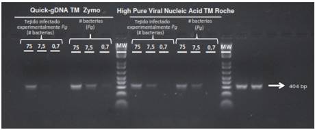 Ensayo de efectividad con los estuches comerciales Quick-gDNA TM (Zymo) y High Pure Viral Nucleic AcidTM (Roche) para la extracción de ADN en tejidos infectados experimentalmente.