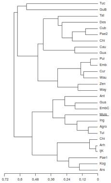 Dendrograma UPGMA basado en las frecuencias de haplogrupo de las diferentes poblaciones amerindias de Colombia. Los nombres claves de las abreviaciones est&aacute;n indicados en par&eacute;ntesis: Chib (Chibcha), Cub (Cubeo), Pae2 (P&aacute;ez2), Des (Desano), Cur (Curripaco), Way (Wayuu), Gua (Guane), Wau (Waunana), Ing (Ingano), Yun (Yungay), Tul (Tule-Cuna), Tuc (Tucano), Emb (Embera), Ant (Antioquia), Tat (Tatuyo), Zen (Zenu), Agro (Agroalfarero), Pui (Puinave), Cau (Cauca), Pae1 (P&aacute;ez 1), GuB (Guane-Butar), Muis (Muisca), Gua (Guambiano), Ars (Arsario), Kog (Kogui), Xav (Xavante), Arh (Arhuaco), Ijk (Ijka), Chi (Chimila).