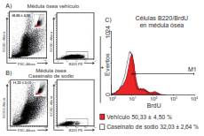 A y B. La inyecci&oacute;n intraperitoneal con caseinato de sodio disminuy&oacute; el porcentaje de c&eacute;lulas correspondiente al linaje linfoide en m&eacute;dula &oacute;sea, as&iacute; como la incorporaci&oacute;n de BrdU. Se presentan diagramas de puntos representativos de c&eacute;lulas mononucleares totales provenientes de ratones tratados solo con el veh&iacute;culo o con caseinato de sodio. La selecci&oacute;n se hizo mediante la evaluaci&oacute;n de la granularidad y el tama&ntilde;o de la regi&oacute;n correspondiente al linaje linfoide, y la positividad frente al anticuerpo B220 de c&eacute;lulas seleccionadas previamente de la regi&oacute;n correspondiente al linaje. C. Evaluaci&oacute;n del porcentaje de incorporaci&oacute;n de BrdU en c&eacute;lulas B220 positivas provenientes de c&eacute;lulas mononucleares de m&eacute;dula &oacute;sea de ratones tratados con caseinato de sodio y de ratones no tratados con este. Los n&uacute;meros representan el porcentaje de BrdU incorporado en las c&eacute;lulas &plusmn; desviaci&oacute;n est&aacute;ndar (DE) (de la marca M1). Los datos corresponden a, por lo menos, tres experimentos realizados de manera independiente, con tres ratones cada uno