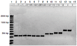 A. Line 1, molecular weight marker; Line 2, L. (V.) braziliensis reference strain DNA; Line 3, L. (V.) panamensis reference strain; Line 4, L. (V.) guyanensis reference strain; Lines 5-8, DNA from clinical samples of leishmaniasis cases typed as Leishmania Viannia subgenus; Lines 9-10 L. (L.) amazonensis reference strain; Lines 11-12, L. (L.) mexicana reference strain; Lines 13-14, L. (L.) infantum; Line 15, negative control