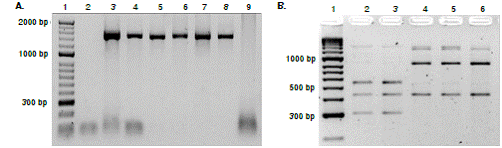 A. Line 1, molecular weight marker; Line 2, negative control; Line 3 L. (V.) panamensis reference strain DNA; Line 4, L. (V.) guyanensis reference strain DNA; Lines 5-8, DNA from clinical samples of leishmaniasis cases; Line 9, clinical sample from patient with suggested diagnosis of mucosal leishmaniasis and rhinoscleroma confirmed diagnosis. B. Line 1, molecular weight marker; Line 2, L. (V.) guyanensis reference strain; Line 3, clinical sample typed as L. (V.) guyanensis; Line 4, L. (V.) panamensis reference strain; Lines 5-6, clinical samples typed as L. (V.) panamensis