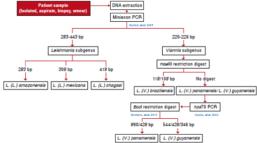 Identification algorithm of Leishmania species with miniexon and hsp70 as molecular targets