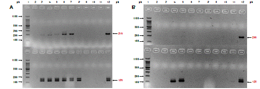 Electroforesis en gel de agarosa de productos de amplificaci&oacute;n de la PCR anidada usando los genes TpN47 (A) y polA (B) Parte superior: productos de la primera PCR con los iniciadores TpN47-1 (A) y polA-1 (B). Parte inferior: productos de la PCR anidada con los iniciadores TpN47-2 (A) y polA-2 (B). Carril 1: marcador de peso molecular de 100 pb. Carril 2: control negativo. Carriles 3 a 7: muestras experimentalmente infectadas. Carril 8: muestra cl&iacute;nica de l&iacute;quido cefalorraqu&iacute;deo de neonato n&uacute;mero 01. Carril 10: muestra cl&iacute;nica de l&iacute;quido cefalorraqu&iacute;deo de neonato n&uacute;mero 03. Carril 11: muestra cl&iacute;nica de suero de neonato. Carril 12: control positivo, ADN de T. pallidum