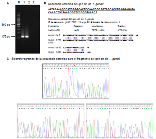 Detecci&oacute;n de Toxoplasma gondii. A. Electroforesis en gel de agarosa al 1,8 % que muestra en 1, el producto de amplificaci&oacute;n para el fragmento del gen B1 de la muestra de l&iacute;quido amni&oacute;tico; en 2, el control positivo obtenido de exudado de ratones con toxoplasma, y en 3, el control negativo de la PCR. M corresponde al marcador de peso molecular de 100 pb (Promega). B. Arriba: secuencia obtenida para el fragmento del gen B1 de T. gondii. Abajo: comparaci&oacute;n de la secuencia obtenida con las secuencias del National Center for Biotechnology Information (NCBI). N&oacute;tese que hay una homolog&iacute;a de 100 % para el producto obtenido. C. Electroferogramas de la secuencia obtenida. En los tres paneles se muestra parte de la secuencia que se encuentra subrayada, y en B, esta se ve arriba, en negrilla